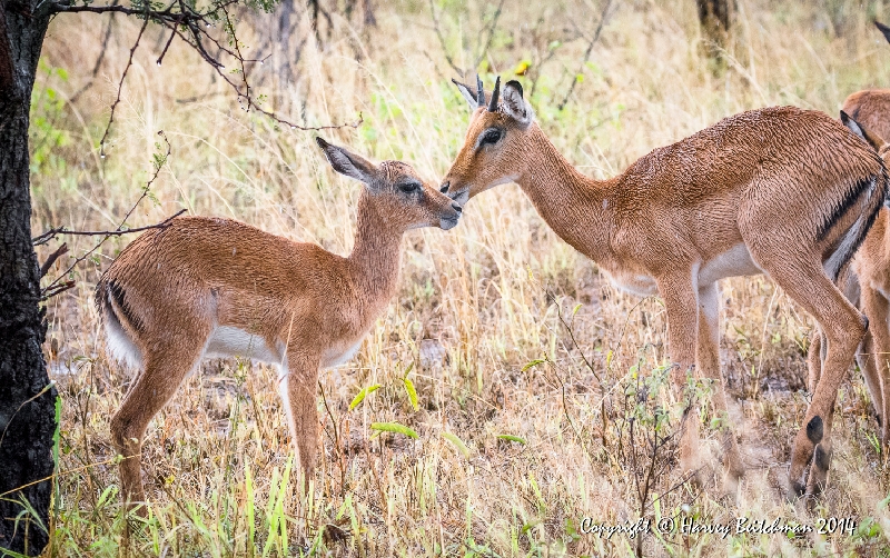 Young Impala_HBB7752.jpg